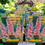 Stračonôžka (Delphinium Delphina) ‘DELPHINA PINK SHADES’ - kont. P11